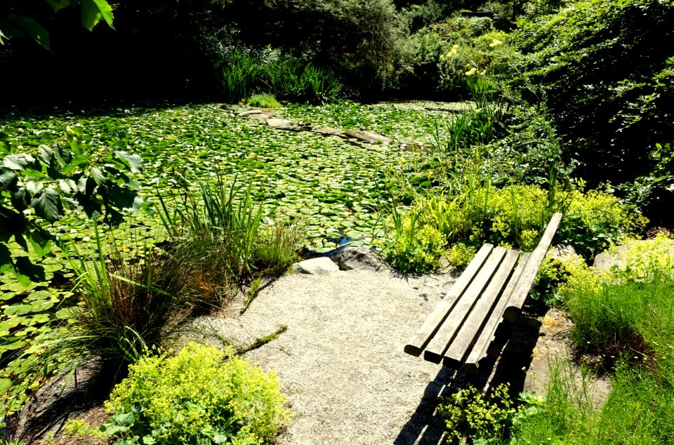 Lake view - VanDusen Botanical Garden - Vancouver, BC - DSC07382