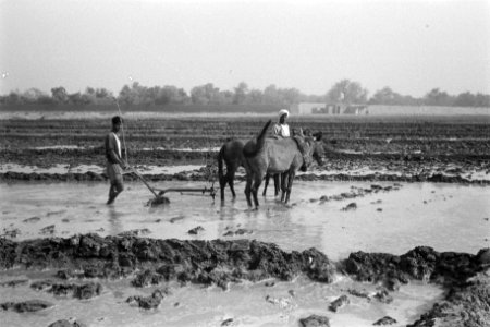 Landbouw, arbeiders, dieren, werkzaamheden, Bestanddeelnr 251-3519