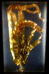 Laminaria yezoensis - National Museum of Nature and Science, Tokyo - DSC07618
