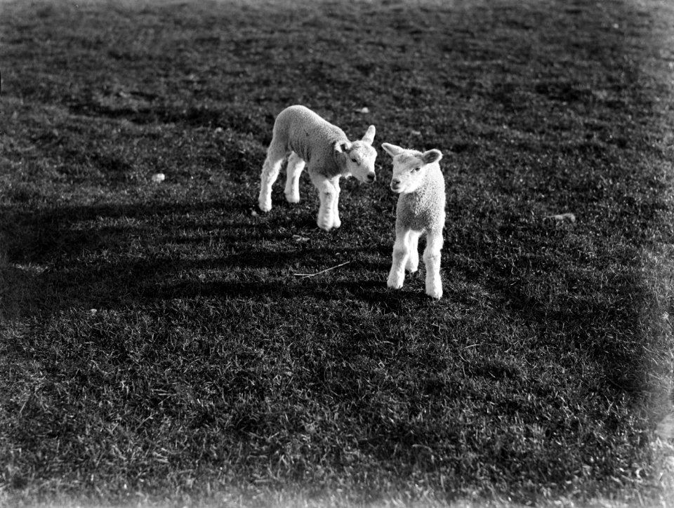 Lammetjes in de wei, Bestanddeelnr 189-0280