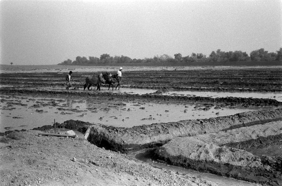 Landbouw, arbeiders, dieren, Bestanddeelnr 251-3515
