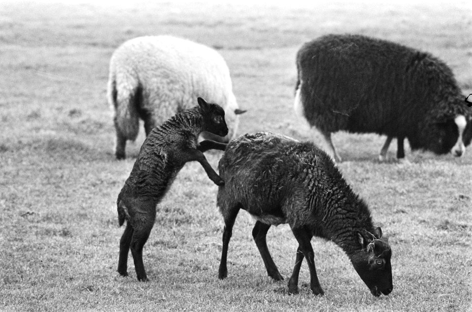 Lammetjes in de wei bij Broek in Waterland, Bestanddeelnr 928-4229