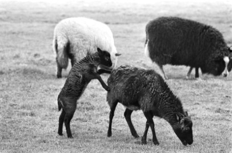 Lammetjes in de wei bij Broek in Waterland, Bestanddeelnr 928-4229