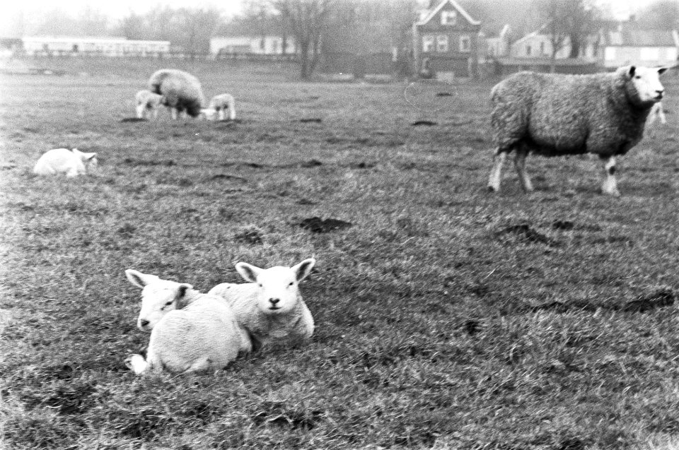 Lammeren, schapen, weilanden, Bestanddeelnr 924-3798