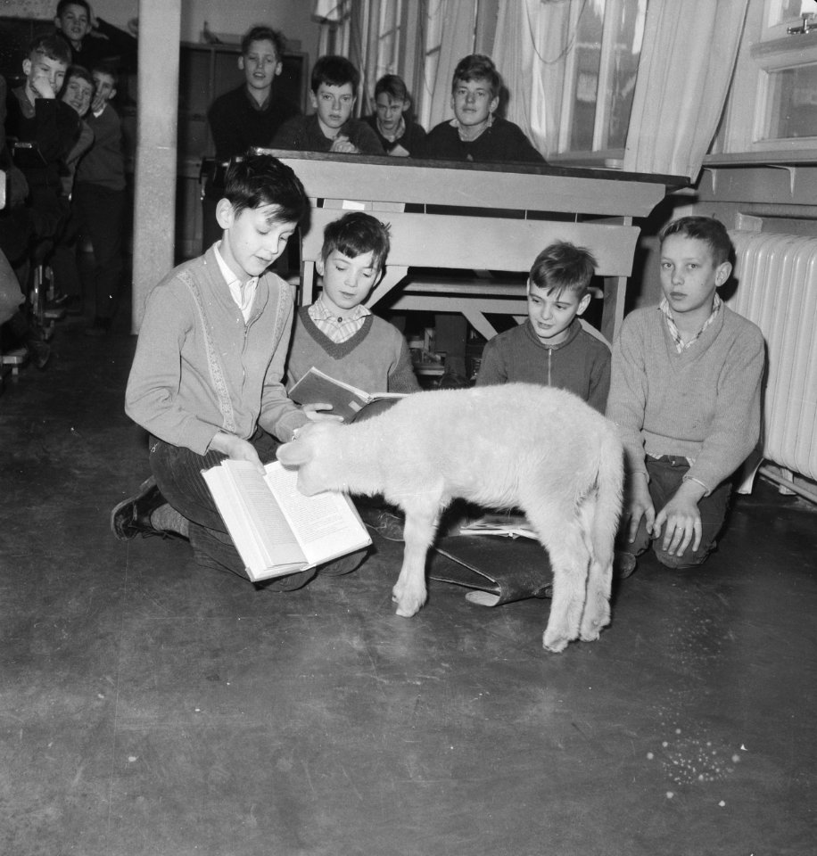 Lammetje geadopteerd door Rott. School . Leerlingen met het lammetje in de klas, Bestanddeelnr 913-3341