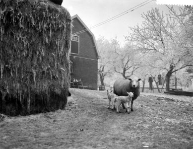 Lammeren geboren bij Abcoude, Bestanddeelnr 910-1512