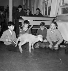 Lammetje geadopteerd door Rott. School . Leerlingen met het lammetje in de klas, Bestanddeelnr 913-3340