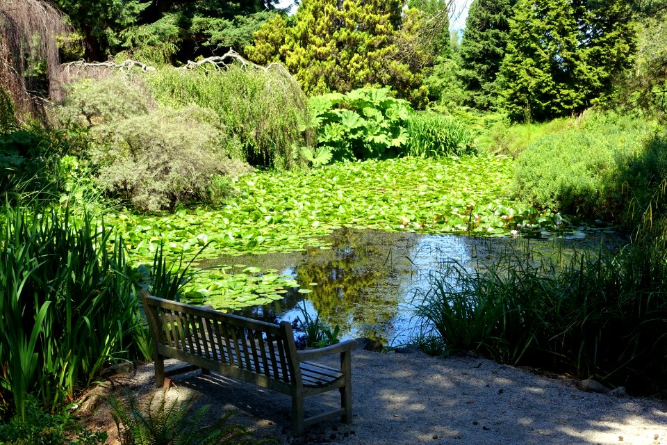 Lake view - VanDusen Botanical Garden - Vancouver, BC - DSC07425