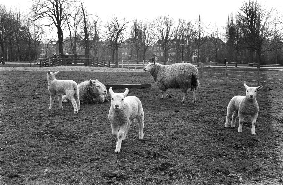 Lammeren, schapen, weilanden, Bestanddeelnr 924-3794