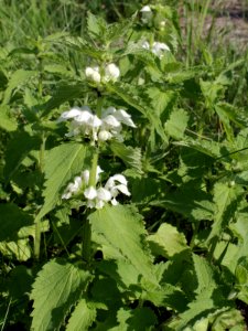 Lamium album Oulu, Finland 29.06.2013
