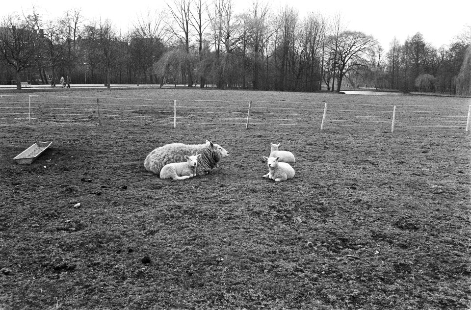 Lammeren, schapen, weilanden, Bestanddeelnr 924-3793