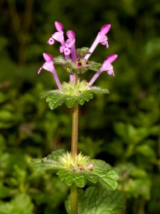 Lamium amplexicaule Kaldari 01
