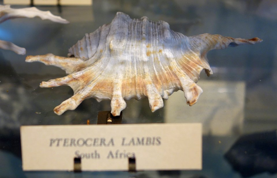 Lambis lambis (Pterocera lambis), South Africa - Joseph Allen Skinner Museum - DSC07809