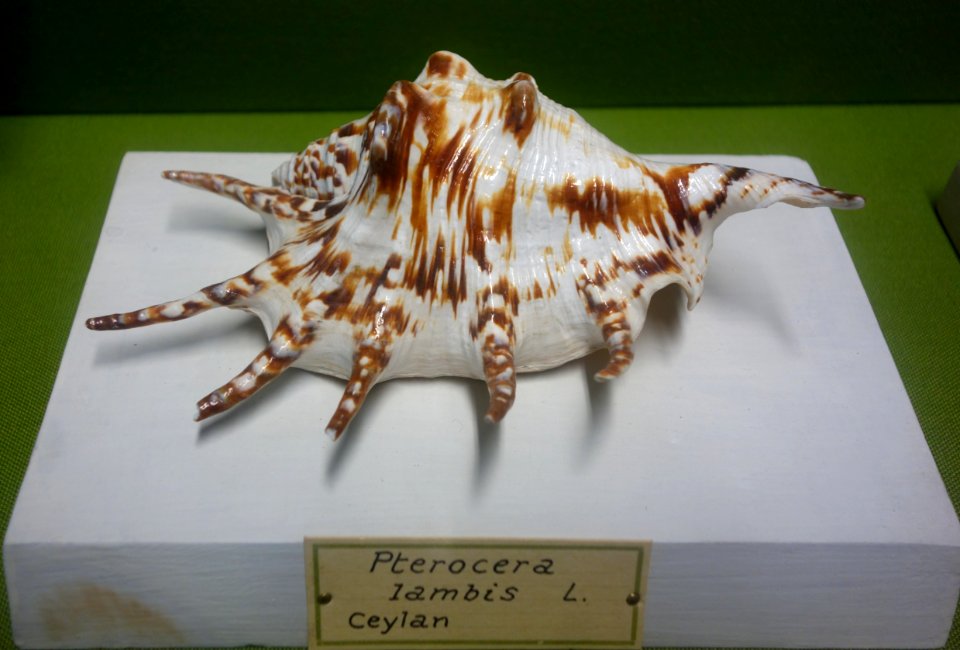 Lambis lambis (Pterocera lambis) - Museo Civico di Storia Naturale Giacomo Doria - Genoa, Italy - DSC03272