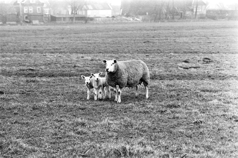 Lammeren, schapen, weilanden, Bestanddeelnr 924-3796