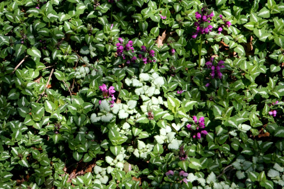 Lamium maculatum mix