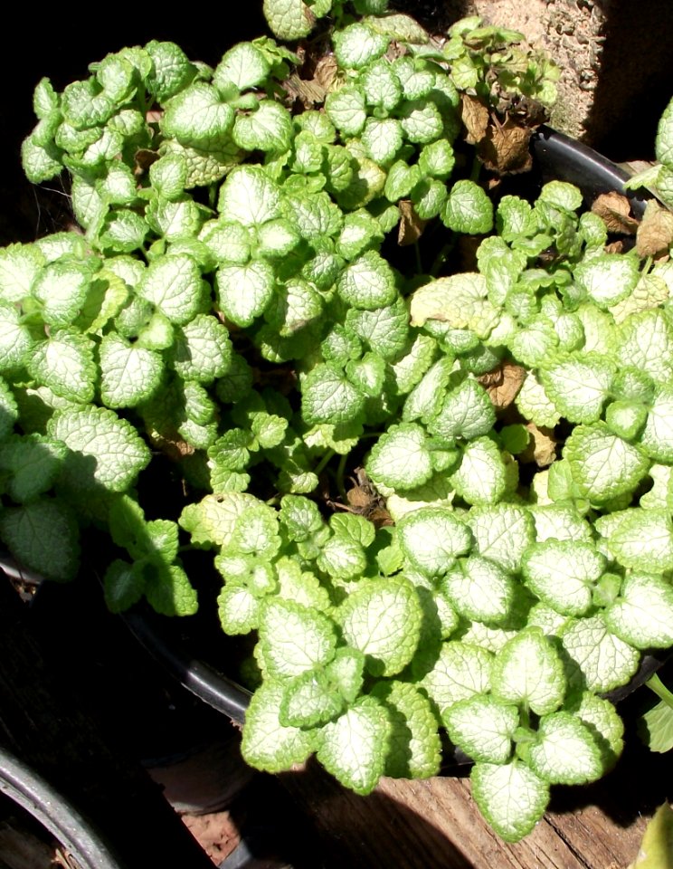 Lamium maculatum 'White Nancy'