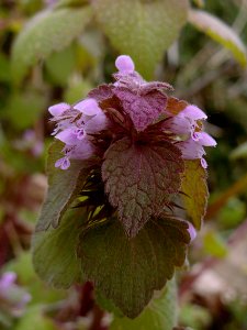 Lamium purpureum, 2020-05-05, Beechview, 01
