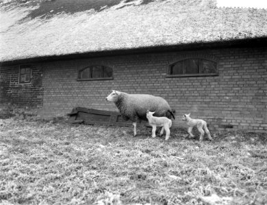 Lammeren geboren bij Abcoude, Bestanddeelnr 910-1514