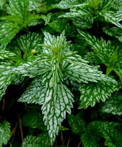 Lamium galeobdolon herman's pride