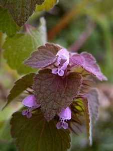 Lamium purpureum, 2020-05-05, Beechview, 02