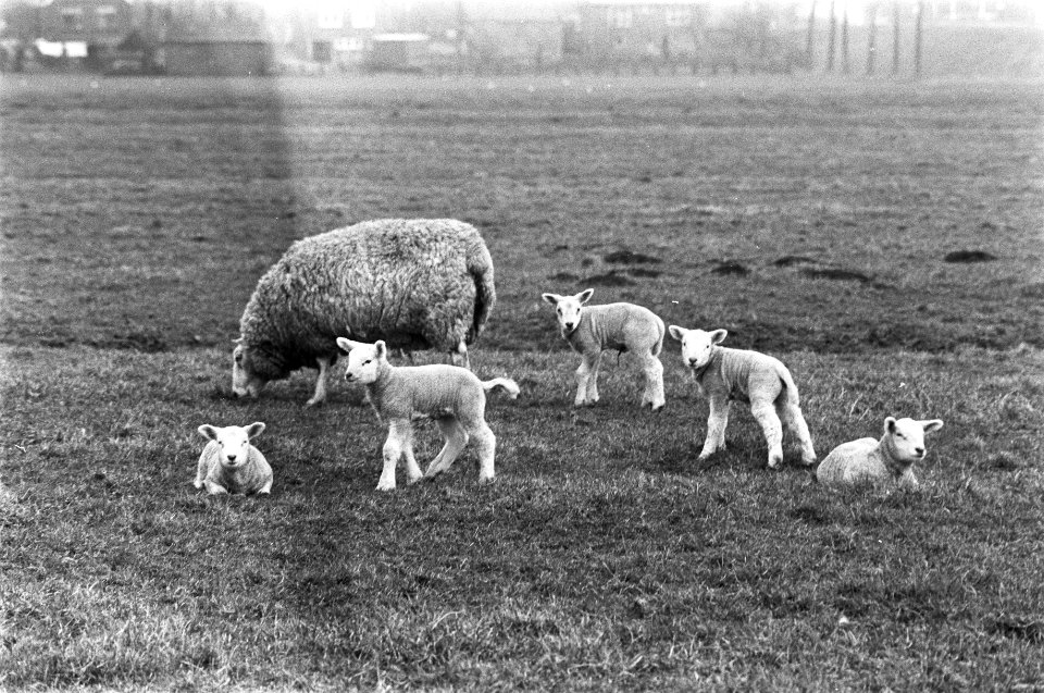 Lammeren, schapen, weilanden, Bestanddeelnr 924-3797