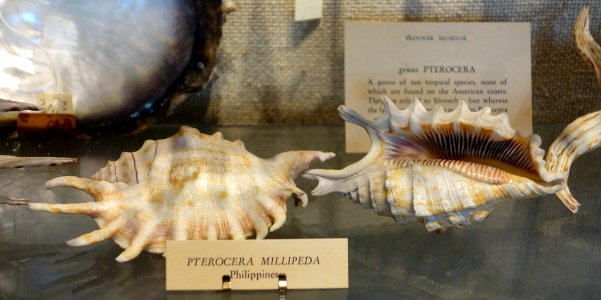Lambis millepeda (Pterocera millipeda), Philippines - Joseph Allen Skinner Museum - DSC07813
