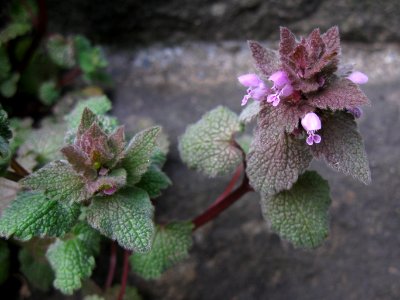 Lamium purpureum, 3030-03-09, South Side, 01
