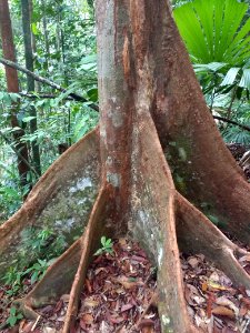 Lambir Hills National Park - tree 1