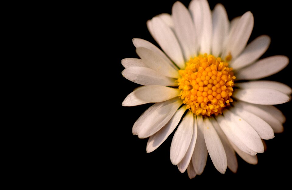 Garden blossom bloom