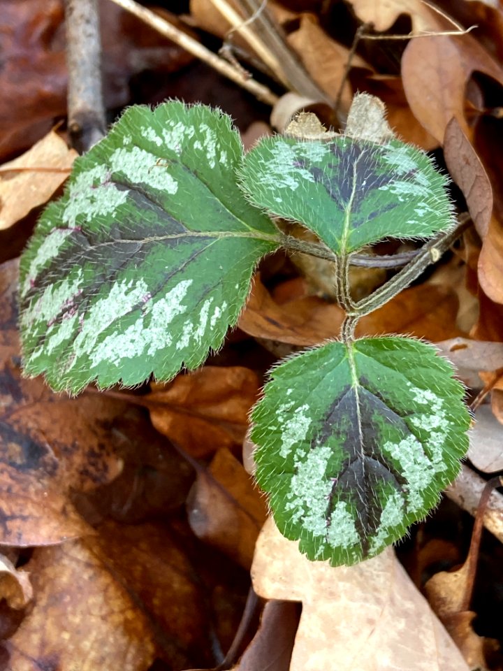 Lamium galeobdolon argentatum 108712326