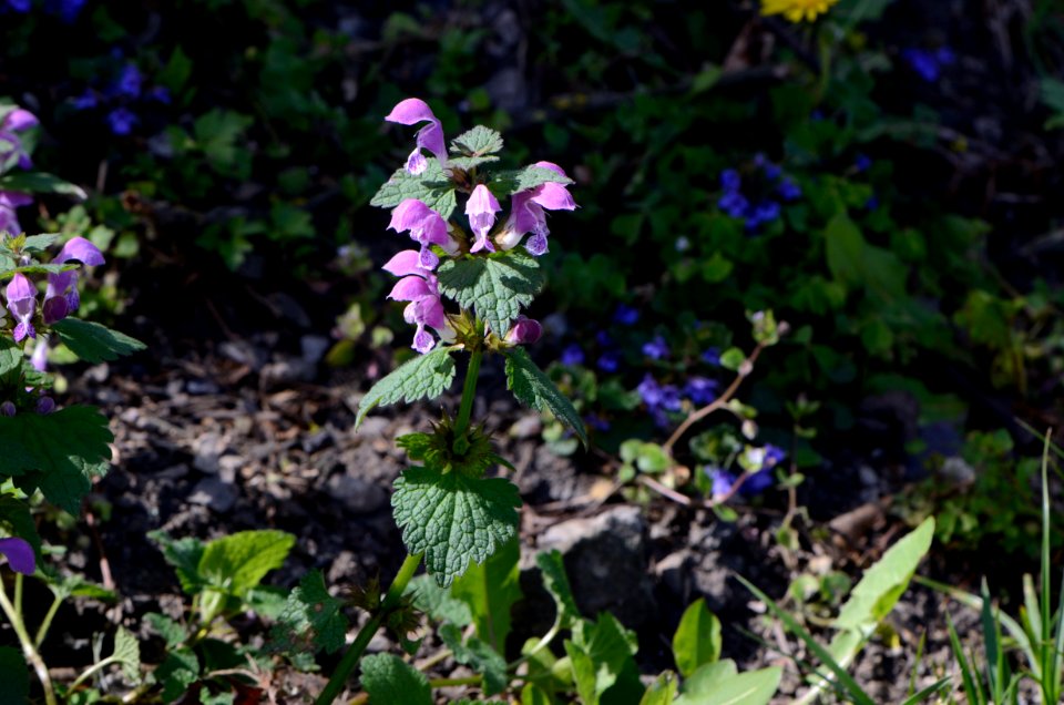 Lamium maculatum Habit