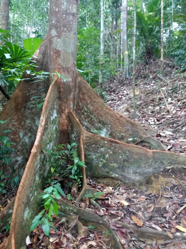 Lambir Hills National Park - tree 2