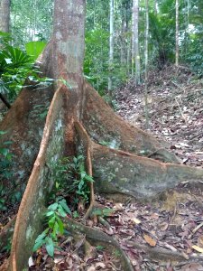Lambir Hills National Park - tree 2