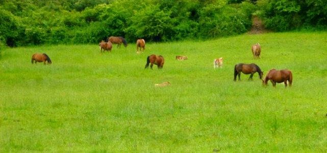 Lakuntza - Economía agropecuaria 2
