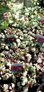 Lamium plants growing in NJ in April