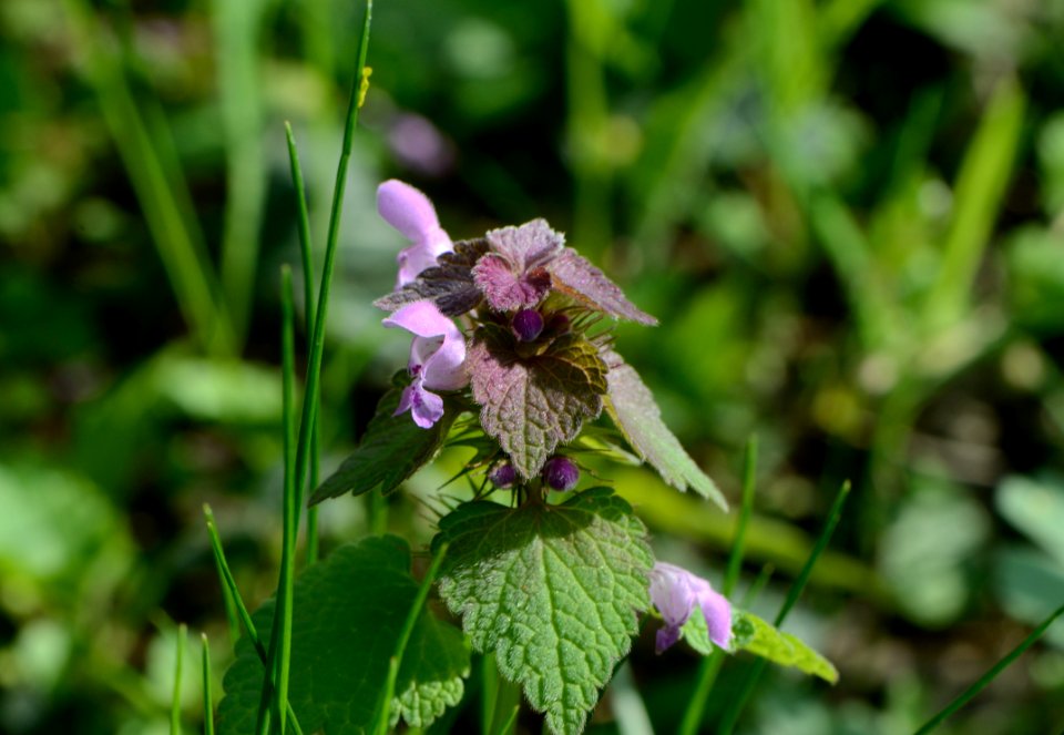 Lamium purpureum4