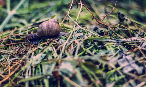Macro mollusk snail