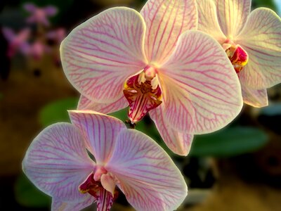 Orchidea decorative beauty