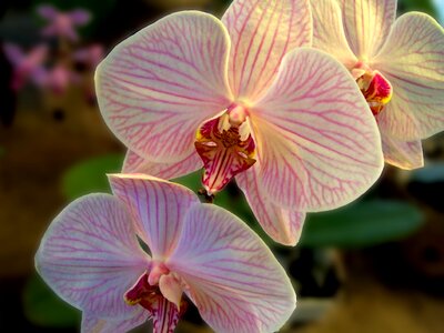 Orchidea decorative beauty photo