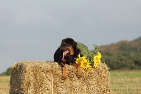 Package summer sunflower