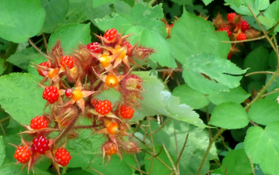 Lake Hopatcong State Park NJ wild red raspberries