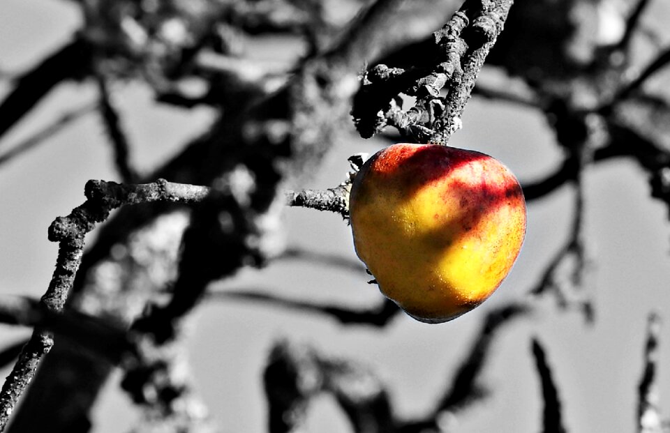 S w autumn branches