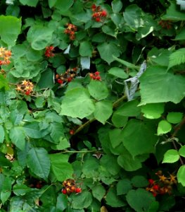 Lake Hopatcong State Park NJ raspberry bush