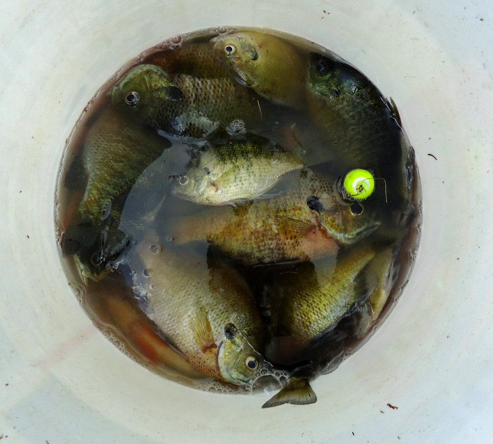 Lake Hopatcong State Park NJ fish in bucket