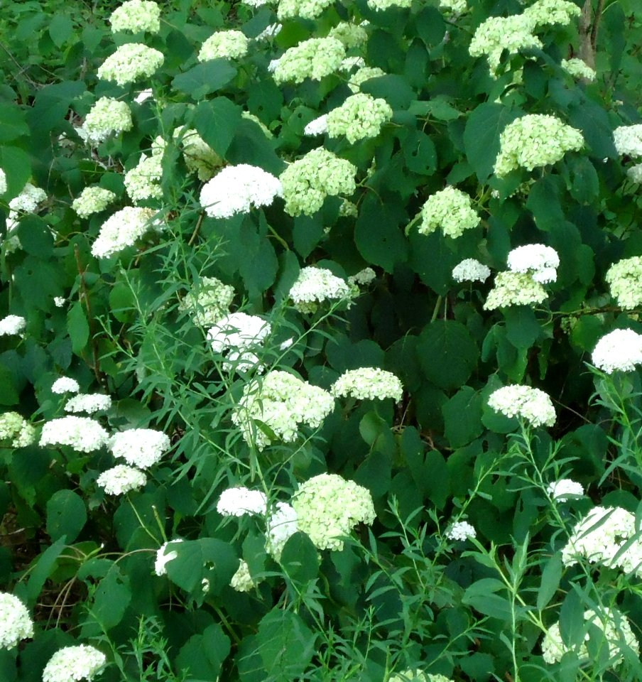Lake Hopatcong State Park NJ wildflowers