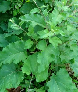 Lake Hopatcong State Park NJ plant with large leaves