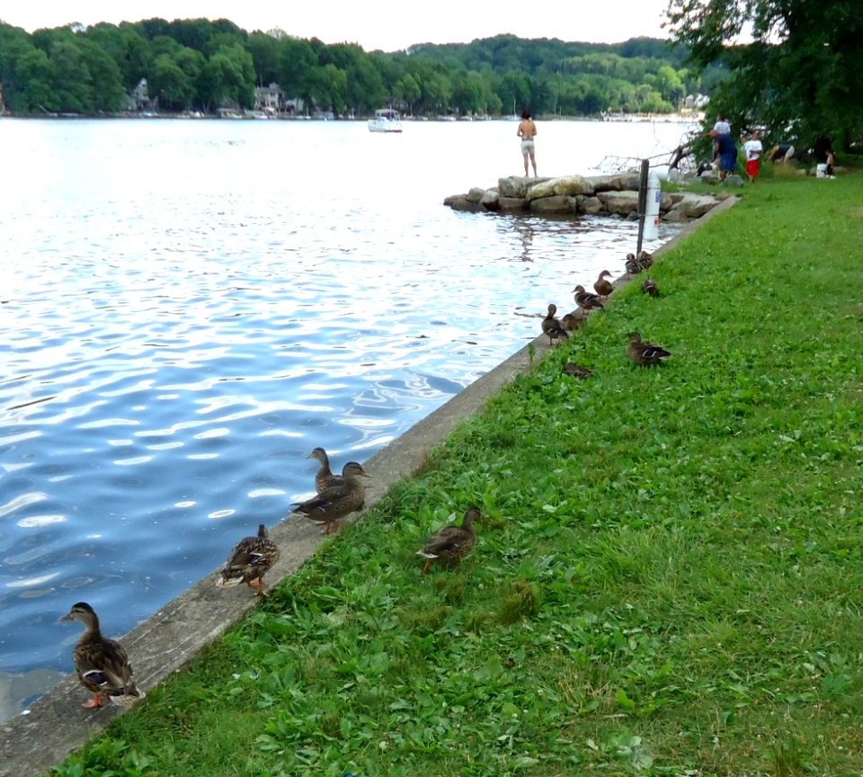 Lake Hopatcong State Park NJ ducks and fishing area