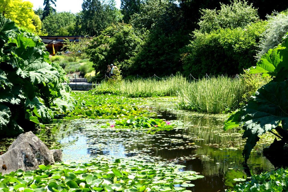 Lake view - VanDusen Botanical Garden - Vancouver, BC - DSC07416
