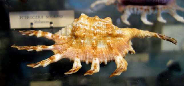 Lambis scorpius (Pterocera scorpius) - Joseph Allen Skinner Museum - DSC07811